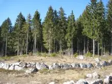 Bogenförmige alte Trockensteinmauern des Steinkreises im Wald bei Blasiwald